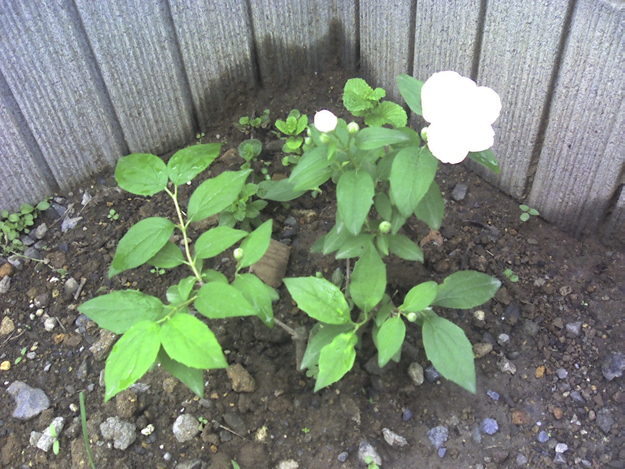 世界に一つだけの花